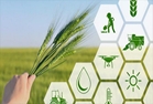 یکپارچگی اراضی و حمایت از کشاورزان؛ تضمین موفقیت الگوی کشت