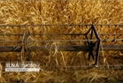 مطالبات واردکنندگان کالاهای اساسی بزودی پرداخت می شود.