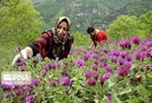 توسعه کشت قراردادی و تولید ارگانیک گیاهان دارویی در کشور ضروری است.