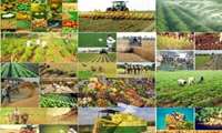 اختصاص پنجاه هزار میلیارد تومان برای تقویت بخش کشاورزی/افزایش سرمایه بانک کشاورزی برای رشد میزان تسهیلات کشاورزان
