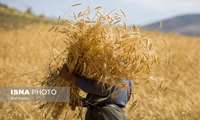 خودکفایی در گندم؛ دستاوردی که نیاز به مراقبت و حمایت دارد.