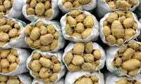 عرضه سیب زمینی ذخایر سازمان مرکزی تعاون روستایی به بازار