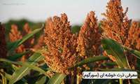 ذرت خوشه‌ای؛ مغذی‌تر و ارزانتر از ذرت