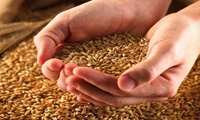ذخایر غلات ایران ۱۳.۵ میلیون تن و بیشترین در آسیا پس از چین و هند است.