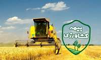 بیمه فراگیر گندم، نقش صندوق بیمه را پررنگ‌تر کرد.