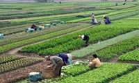 اراضی کشاورزی کشور به ۱۷ میلیون هکتار رسید؛ استخراج اطلاعات سرشماری در کمتر از ۷ ماه