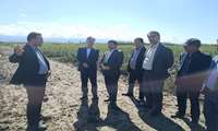 بازدید میدانی فتحی معاون برنامه ریزی و امور اقتصادی وزارت جهادکشاورزی از دستاوردها و فعالیتهای تحقیقاتی پنبه استان گلستان