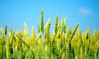خبر مهم برای گندمکاران درباره خرید تضمینی گندم/ قیمت گندم رسما اعلام شد.