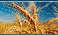 پیش‌بینی تولید ۱۲ میلیون تن گندم در سال جاری/ خودکفایی کامل در تأمین نان