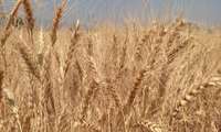 اصلاح قیمت گندم از خروج محصول به خارج از چرخه خرید جلوگیری می‌کند.