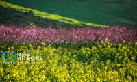 خرید۸۰ هزار تن دانه‌ روغنی/گام بلند تعاون روستایی برای خودکفایی در تولید روغن