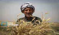 ۱۱ هزار میلیارد تومان به حساب گندمکاران واریز شد.