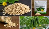 تولید بذرهای هیبرید راهکاری برای افزایش بهره‌وری و پایداری تولیدات کشاورزی است.