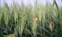 دفع سن گندم در بیش از یک میلیون هکتار گندم‌زار