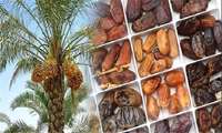 ایران دومین قطب تولید کننده خرما در جهان