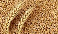 پیش‌بینی خرید 8.5 میلیون تن گندم در سال زراعی جاری