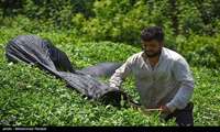 افت 13 درصدی تولید برگ سبز چای به دلیل کاهش بارندگی