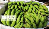 مدیرکل امور میوه‌های گرمسیری و نیمه گرمسیری وزارت جهاد کشاورزی: ارقام جدید میوه‌های گرمسیری برای کاشت وارد کشور شد.