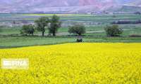 سرپرست سازمان مرکزی تعاون روستایی ایران خبر داد: تولید بیش از یک سوم بذر محصولات اساسی زراعی توسط شبکه تعاون روستایی