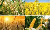 آفت خرید تضمینی برای کشاورزی