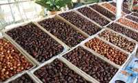 صادرات بیش از 255 میلیون دلار خرما