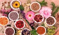 مجری طرح گیاهان دارویی خبر داد: توسعه کشت گیاهان دارویی در سطحی بالغ بر 40 هزار هکتار در سالجاری