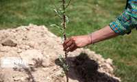 400 میلیون اصله نهال در قالب طرح‌های منابع طبیعی کاشته می شود.