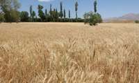 معاون وزیر جهادکشاورزی: طرح جهش تولید در دیمزارهای کشور با جدیت اجرا می‌شود