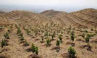 طرح کاشت یک میلیارد درخت؛ نماد سرمایه اجتماعی
