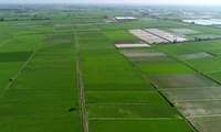 عضو کمیسیون کشاورزی مجلس: تضمین بازار پایدار مهم‌ترین حمایت برای اجرای الگوی کشت است.