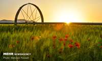 پرداخت کمک هزینه بلاعوض برای کشت 8 محصول اساسی