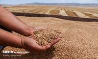 اجرای دستورالعمل خرید تضمینی باعث ارتقای کیفیت گندم‌های داخلی شد.