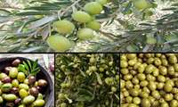 حکایت دو دهه خوش نشینی آفت مگس زیتون؛ روزگار سیاه «طلای سبز» در رودبار/ باغداران پای کار بیایند.