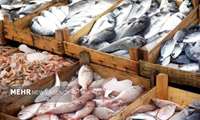 صادرات 2 میلیون و 264.5 تن انواع آبزی از کشور