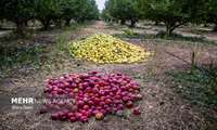320 هزار تن سیب در سردخانه‌های کشور موجود است.