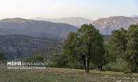 رئیس سازمان منابع طبیعی و آبخیزداری کشور از تشکیل ستاد مدیریت بحران برای پیشگیری و کنترل حریق در ستاد و استان‌ها با مدیریت فرماندهان یگان حفاظت منابع طبیعی خبر داد.