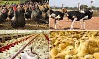 نتایج بررسی تولید طیور در سال 1401؛ 97.5 درصد تولید طیور کشور مربوط به مرغ است.