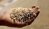 /بررسی بخش هزینه‌ای لایحه بودجه سال 1403/ تکلیف دولت برای فراهم کردن ساز و کار خرید 20 درصد گندم تولید داخل توسط بخش خصوصی