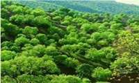 سرپرست سازمان منابع طبیعی و آبخیزداری خبر داد: جنگل‌های زاگرس تامین کننده 40 درصد آب کشور/ تعداد استان‌های بیابانی به عدد 21 رسید.