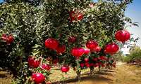 اجرای عملیات به‌باغی در 25 هزار هکتار از باغات انار ایران