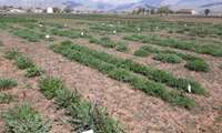 خودکفایی در تولید علوفه با اجرای طرح ملی تولید بذر گواهی شده گون علوفه‌‌ای