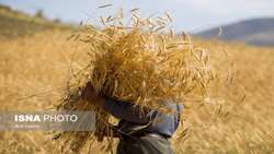 خودکفایی در گندم؛ دستاوردی که نیاز به مراقبت و حمایت دارد.