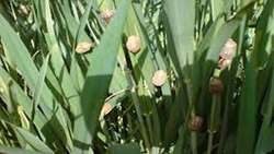 مبارزه علیه سن گندم به ۲ میلیون و ۶۵۰ هزارهکتار رسید.