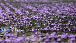 زعفران ایران در تنگنای صادرات؛ فقط ۳۰ درصد صادرات رسمی است.