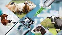 صادرات ۹۰ میلیارد تومانی واکسن‌ در نیمه نخست امسال/ بازارهای صادراتی افزایش می یابد.