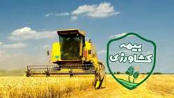 بیمه فراگیر گندم، نقش صندوق بیمه را پررنگ‌تر کرد.