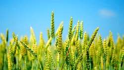 خبر مهم برای گندمکاران درباره خرید تضمینی گندم/ قیمت گندم رسما اعلام شد.