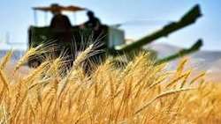بررسی اصلاح قیمت گندم در جلسه هفته آینده شورای قیمت گذاری
