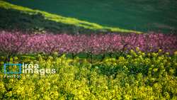 خرید۸۰ هزار تن دانه‌ روغنی/گام بلند تعاون روستایی برای خودکفایی در تولید روغن