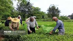 رشد ۳۰ درصدی تولید چای در کشور